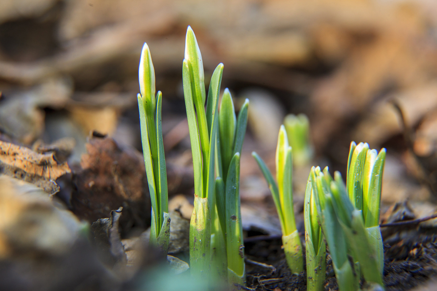 Nincs mese, jön a tavasz! Előbújtak az első hóvirágok Nincs mese, jön a tavasz! Előbújtak az első hóvirágok