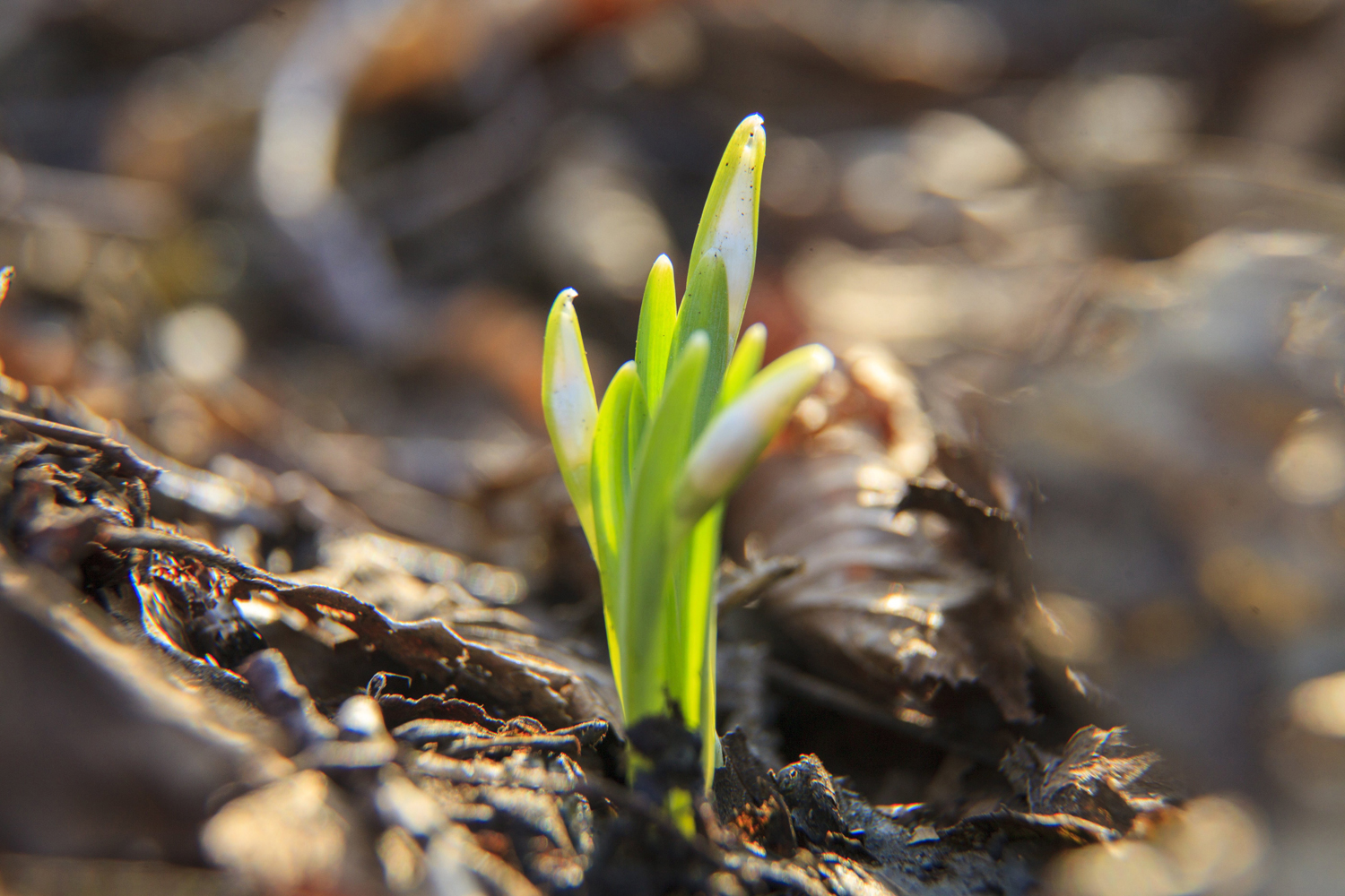 Nincs mese, jön a tavasz! Előbújtak az első hóvirágok Nincs mese, jön a tavasz! Előbújtak az első hóvirágok