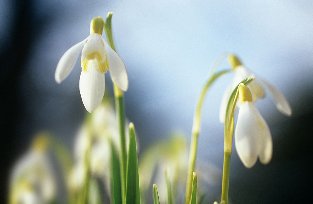 Nincs mese, jön a tavasz! Előbújtak az első hóvirágok Nincs mese, jön a tavasz! Előbújtak az első hóvirágok