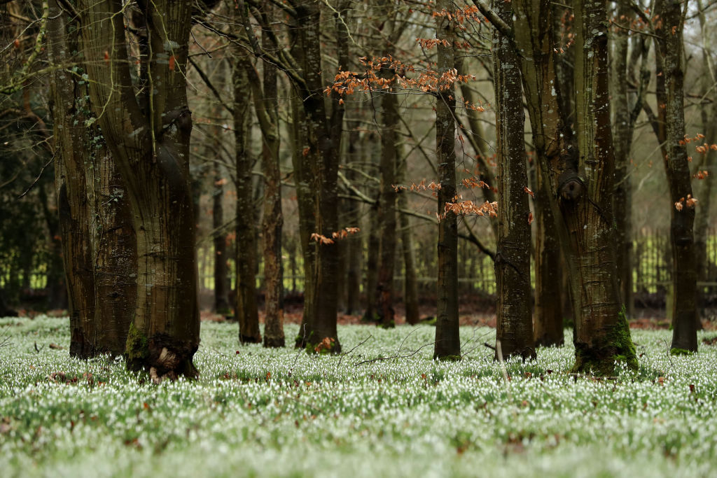 Nincs mese, jön a tavasz! Előbújtak az első hóvirágok Nincs mese, jön a tavasz! Előbújtak az első hóvirágok