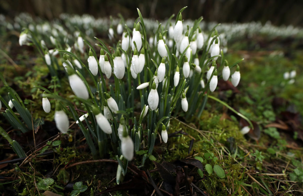 Nincs mese, jön a tavasz! Előbújtak az első hóvirágok Nincs mese, jön a tavasz! Előbújtak az első hóvirágok