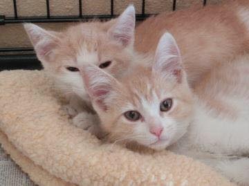 Tinderen jöttek össze, majd kiderült, hogy a macskáik elveszett testvérek