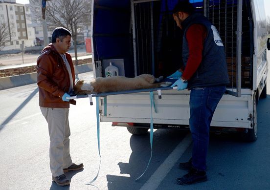 Menekült kisfiú segített a bajba jutott kóbor kutyán