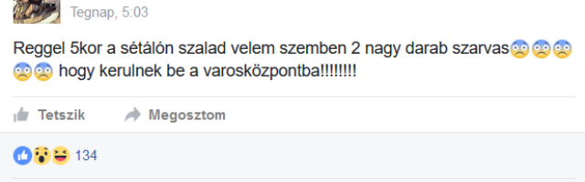 Szarvasok grasszálnak Gyula belvárosában Szarvasok grasszálnak Gyula belvárosában