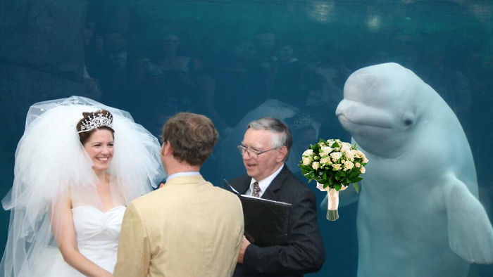 Photoshop párbajt indított az esküvőt megzavaró delfin