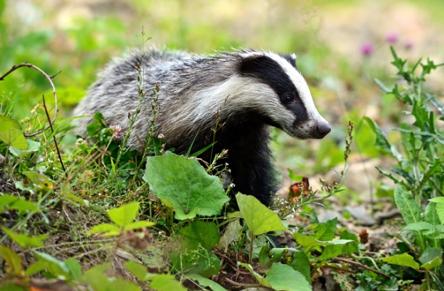 Borzok dúlják fel a kerteket a Hajdúságban
