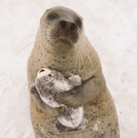 Ennél a plüss hasonmását ölelgető fókánál ma már nem látsz cukibbat