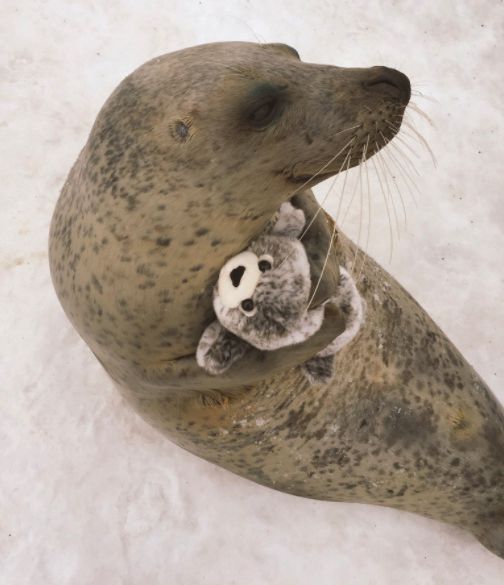 Ennél a plüss hasonmását ölelgető fókánál ma már nem látsz cukibbat