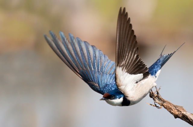 Riasztóan csökken a fecskék állománya