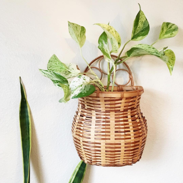 Már kertészkednél? Indítsd a szezont szobanövényeid ápolásával!