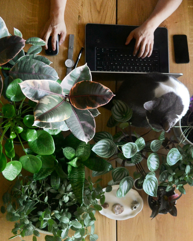 Már kertészkednél? Indítsd a szezont szobanövényeid ápolásával!