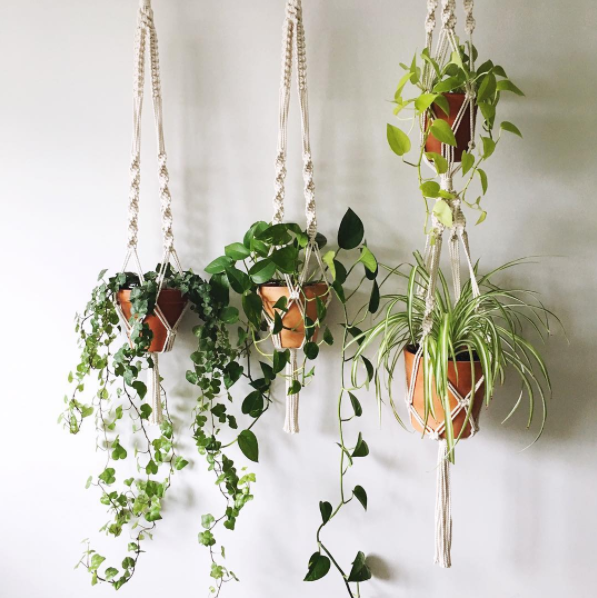 Már kertészkednél? Indítsd a szezont szobanövényeid ápolásával!