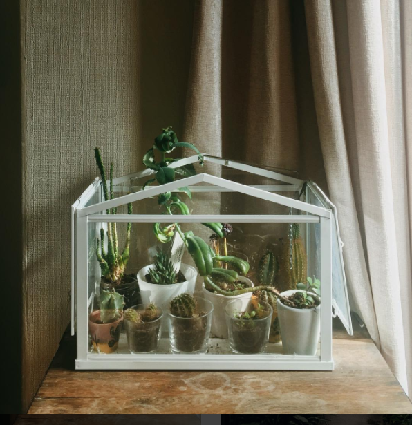 Már kertészkednél? Indítsd a szezont szobanövényeid ápolásával!