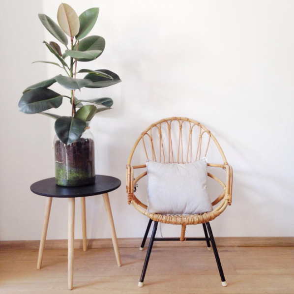 Már kertészkednél? Indítsd a szezont szobanövényeid ápolásával!