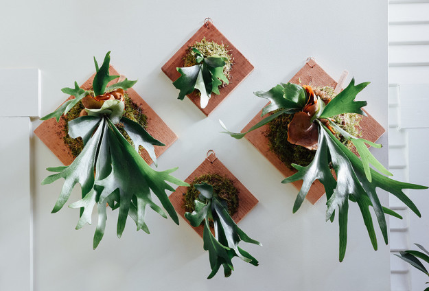 Már kertészkednél? Indítsd a szezont szobanövényeid ápolásával!