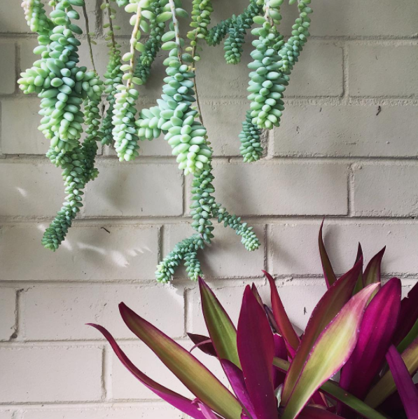 Már kertészkednél? Indítsd a szezont szobanövényeid ápolásával!