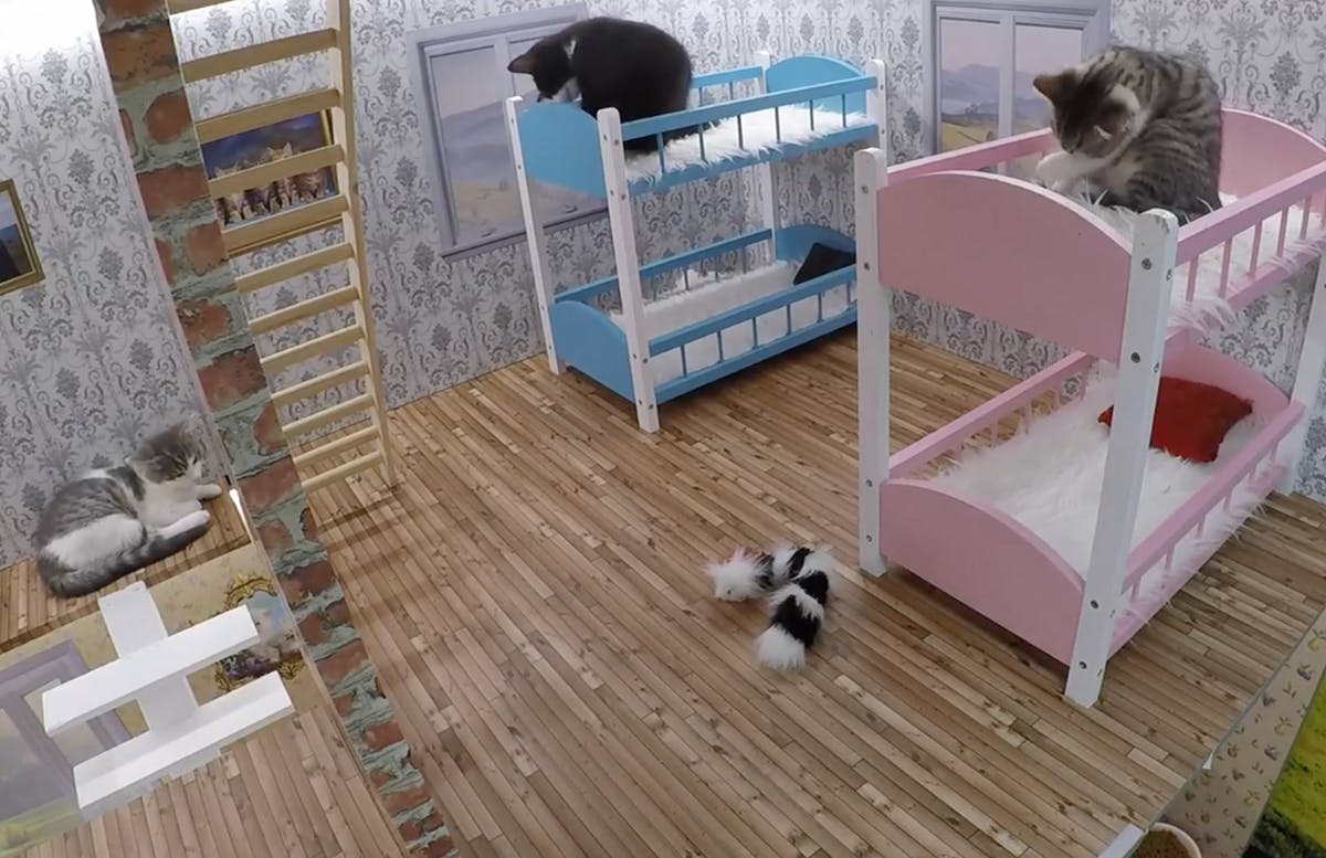 Kiscicák a főszereplői az izlandi valóságshownak Kiscicák a főszereplői az izlandi valóságshownak