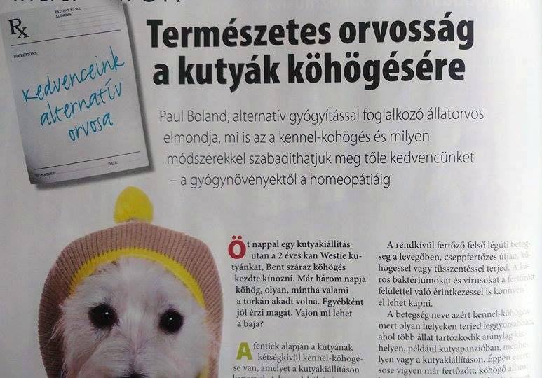 Házi kedvenceinket sem szabad túlgyógyszerezni ám!