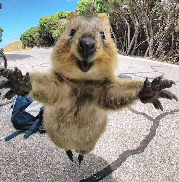 A kurtafarkú kenguru a világ legboldogabb állata