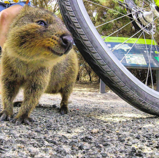 A kurtafarkú kenguru a világ legboldogabb állata