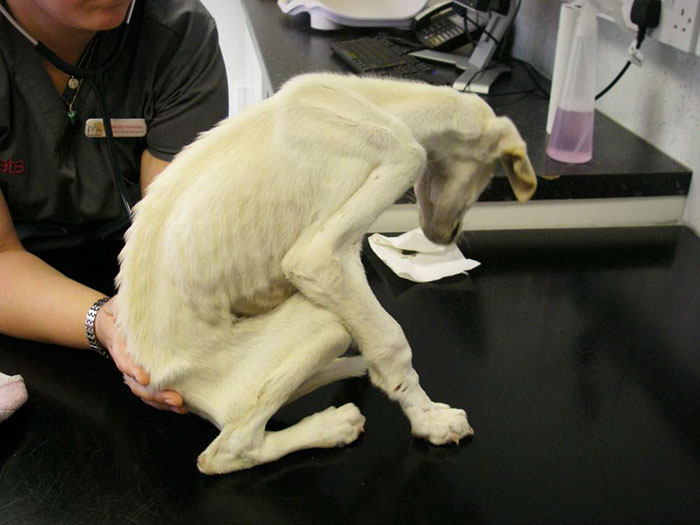 Esküvői tanú lett a világ legsoványabb kutyájából