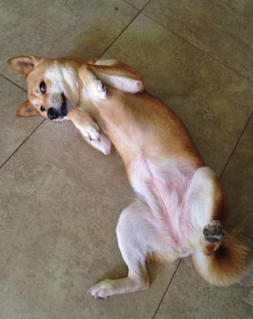 10 kutya, aki csak arra vár, hogy megvakargassák a hasukat