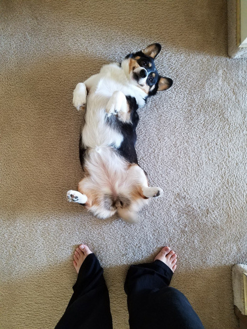 10 kutya, aki csak arra vár, hogy megvakargassák a hasukat