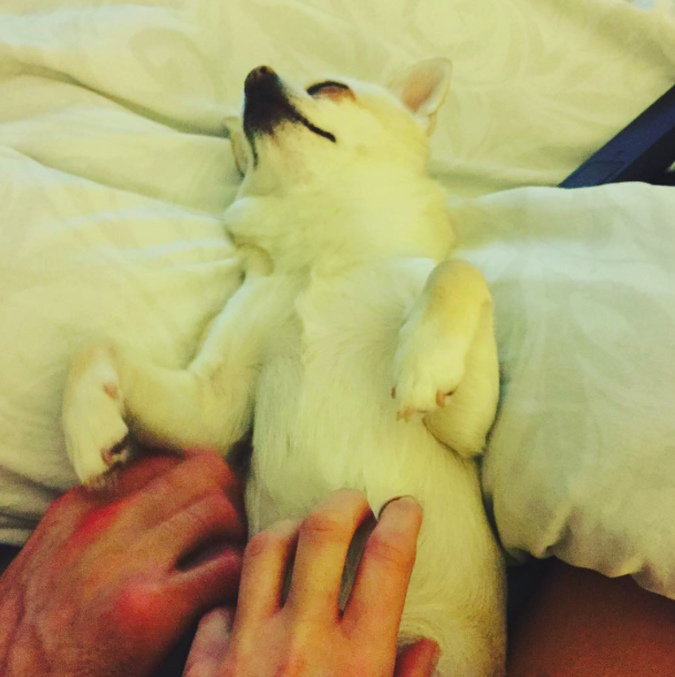 10 kutya, aki csak arra vár, hogy megvakargassák a hasukat