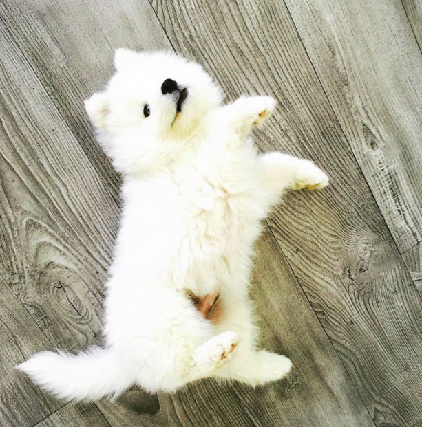 10 kutya, aki csak arra vár, hogy megvakargassák a hasukat