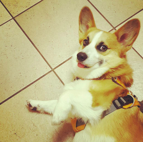 10 kutya, aki csak arra vár, hogy megvakargassák a hasukat