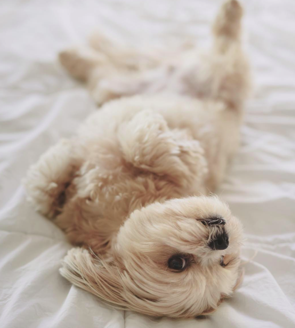 10 kutya, aki csak arra vár, hogy megvakargassák a hasukat