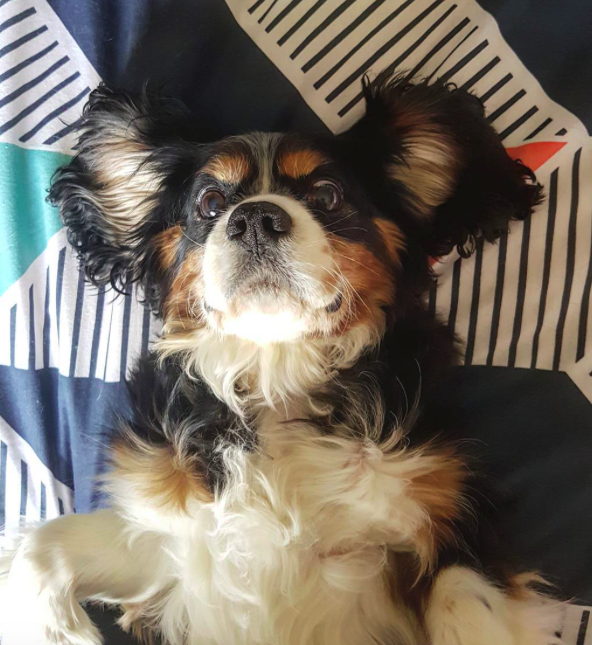 10 kutya, aki csak arra vár, hogy megvakargassák a hasukat