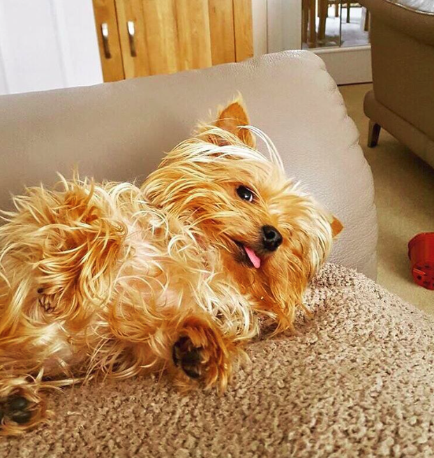 10 kutya, aki csak arra vár, hogy megvakargassák a hasukat