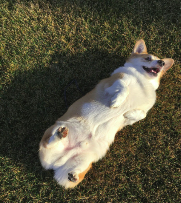 10 kutya, aki csak arra vár, hogy megvakargassák a hasukat