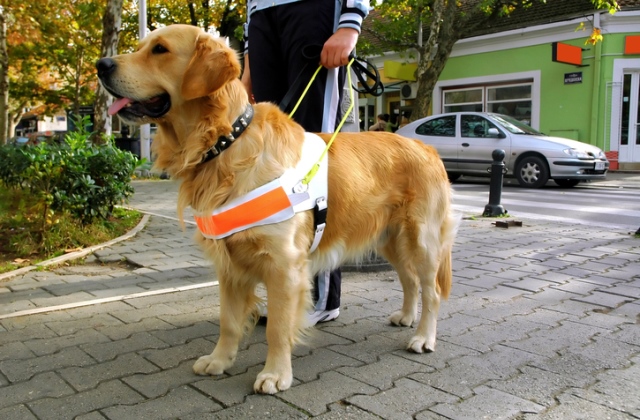 Vakvezető kutya segítette a tűzoltók felkészülését (a fotó illusztráció)