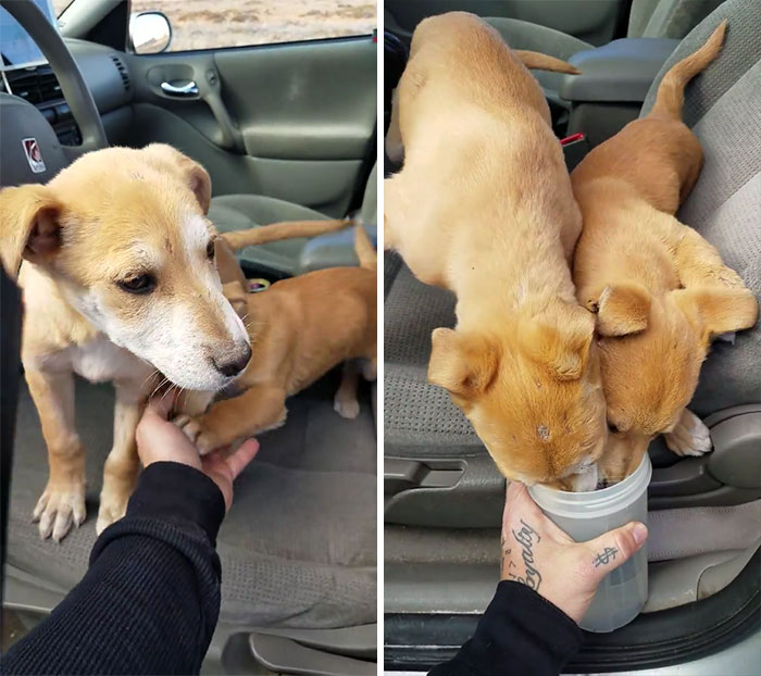 A sivatag közepén bukkantak rá az elhagyott kiskutyákra