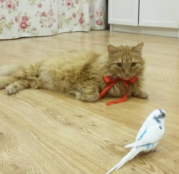 Mindent együtt csinál a cica és a kismadár -cuki fotók