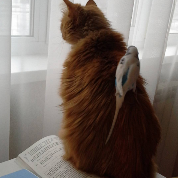 Mindent együtt csinál a cica és a kismadár -cuki fotók