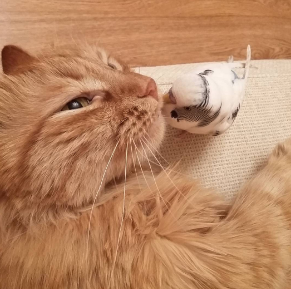 Mindent együtt csinál a cica és a kismadár -cuki fotók