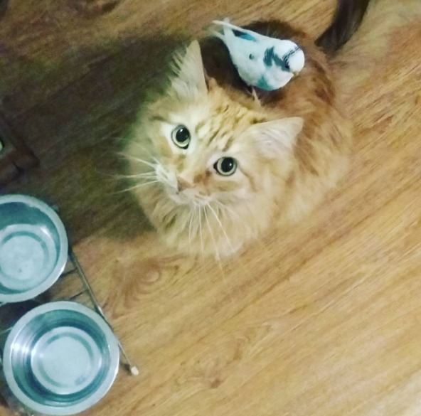 Mindent együtt csinál a cica és a kismadár -cuki fotók Mindent együtt csinál a cica és a kismadár -cuki fotók