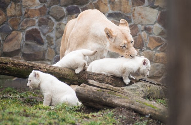 Anyjuk épp rendre tanítja hármas ikreit