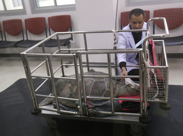 Félkilós fémtömb lett a teknős hasában a lenyelt pénzérméktől