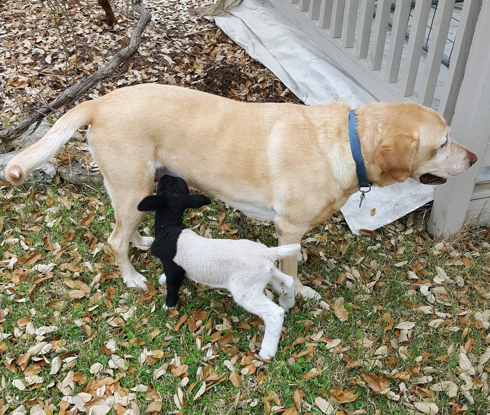 Egy labradort választottak pótpapának az elárvult bárányok