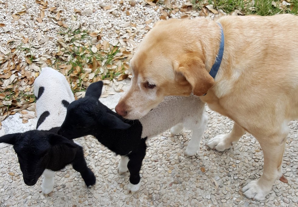 Egy labradort választottak pótpapának az elárvult bárányok