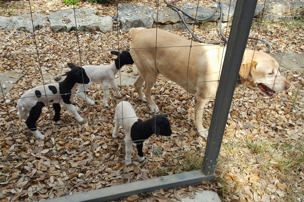 Egy labradort választottak pótpapának az elárvult bárányok
