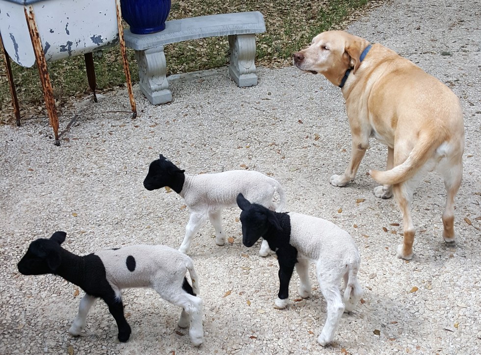 Egy labradort választottak pótpapának az elárvult bárányok