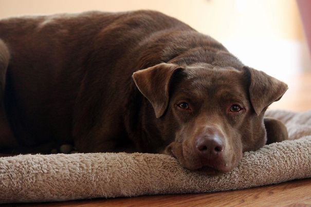 10 alkalom, amikor az állatok először láttak valamit, és nagyon meglepődtek