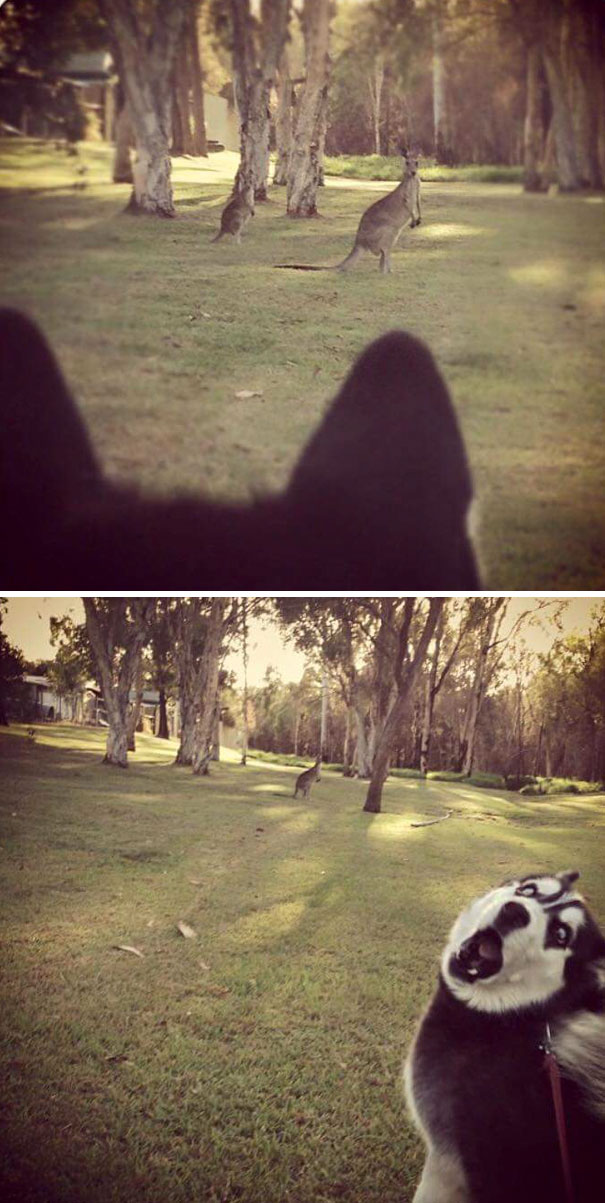 10 alkalom, amikor az állatok először láttak valamit, és nagyon meglepődtek