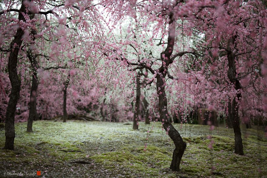 Japánban a szilva is virágzik olyan szépen, mint a cseresznyefák
