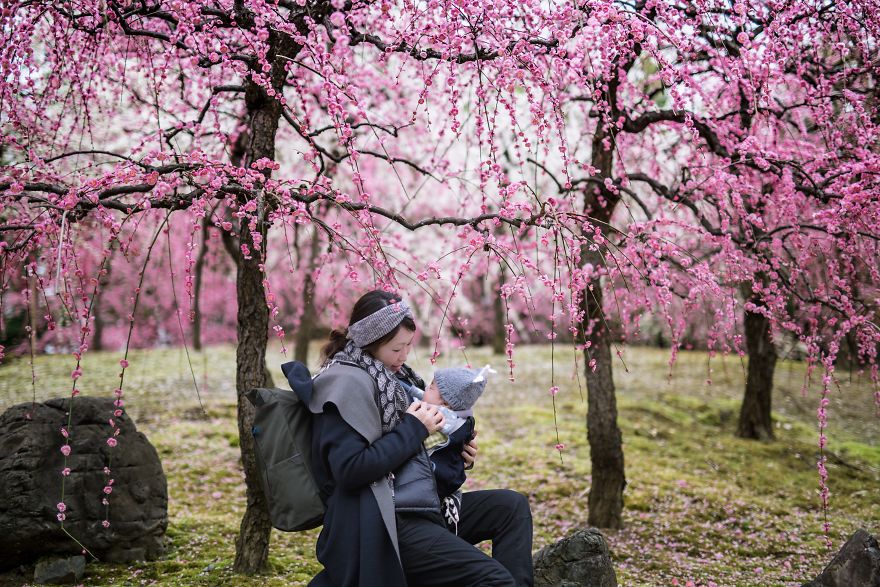 Japánban a szilva is virágzik olyan szépen, mint a cseresznyefák